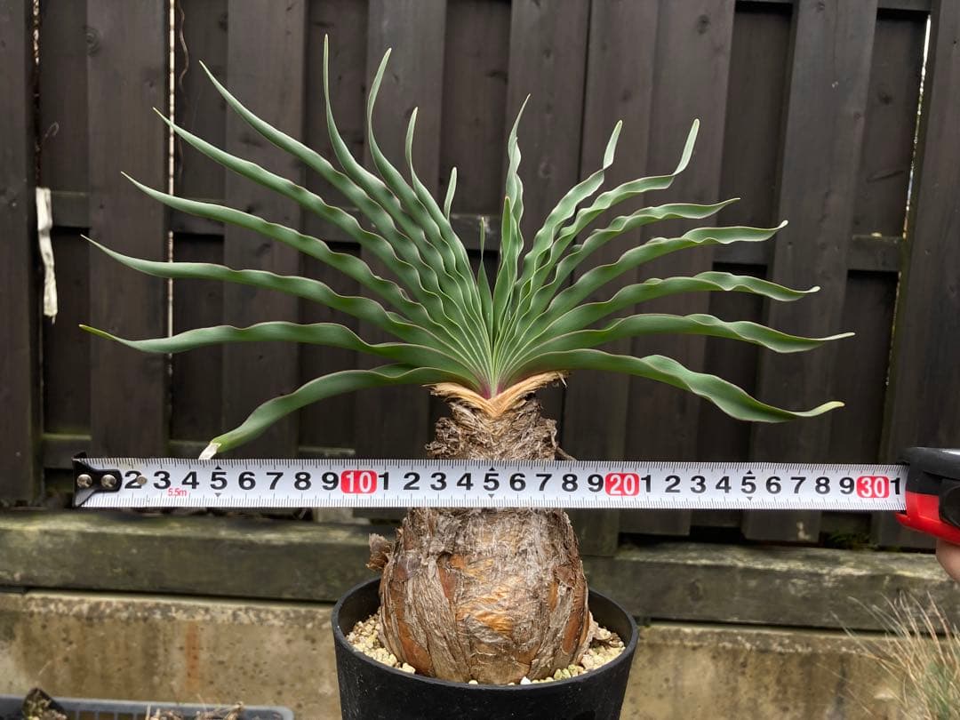 スーマン◾️鉢ごとメルカリ便◾️ブーファンディスティチャ