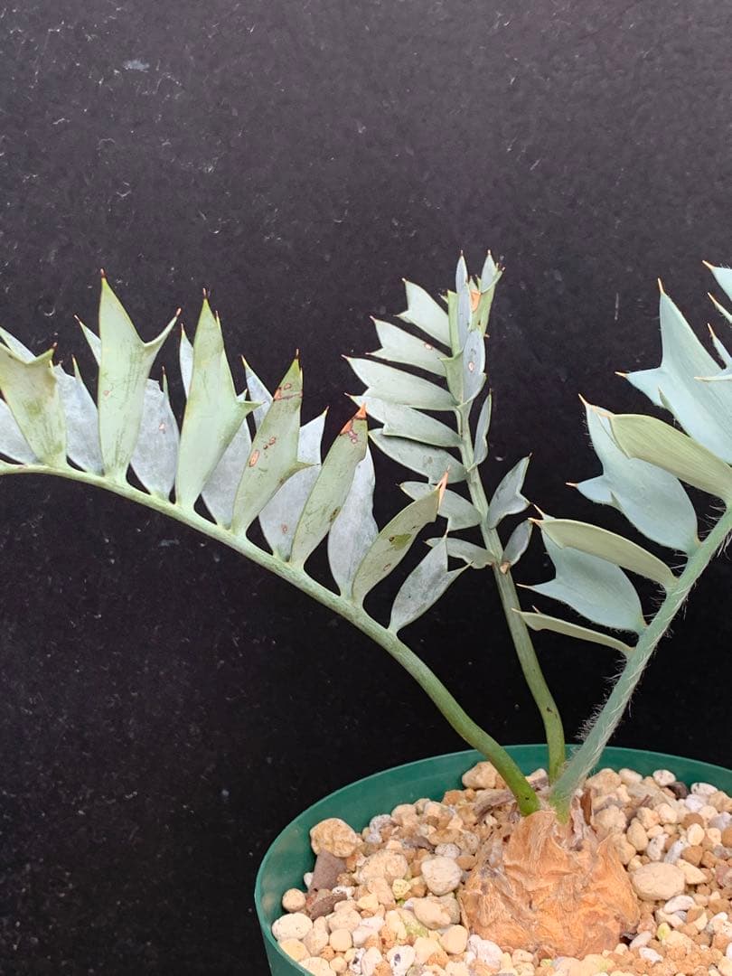 南ア産・発根済】エンセファラルトス・ホリダス ｜ショートリーフ葉性良！