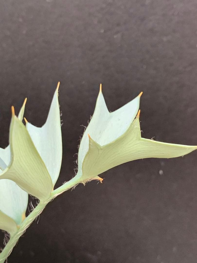 南ア産・発根済】エンセファラルトス・ホリダス ｜ショートリーフ葉性良！