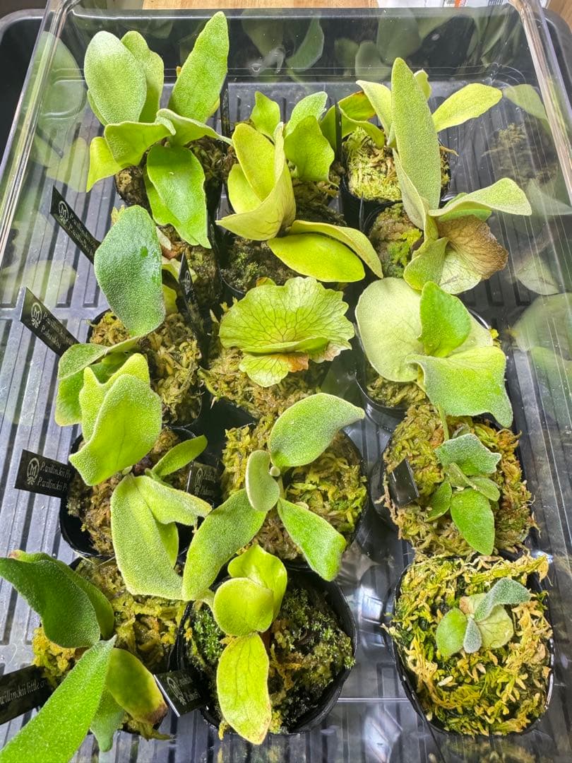 ビカクシダ　15種