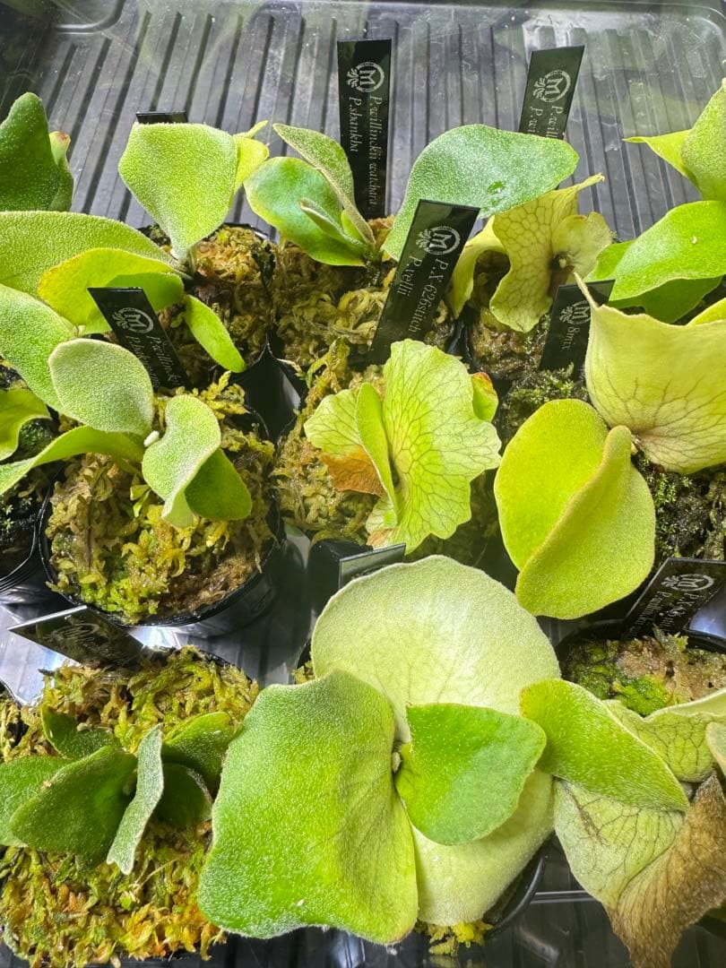 ビカクシダ　15種