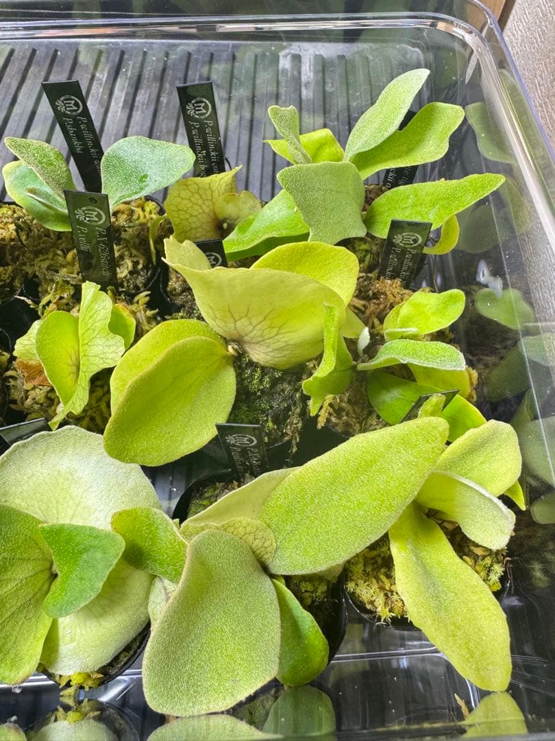 ビカクシダ　15種