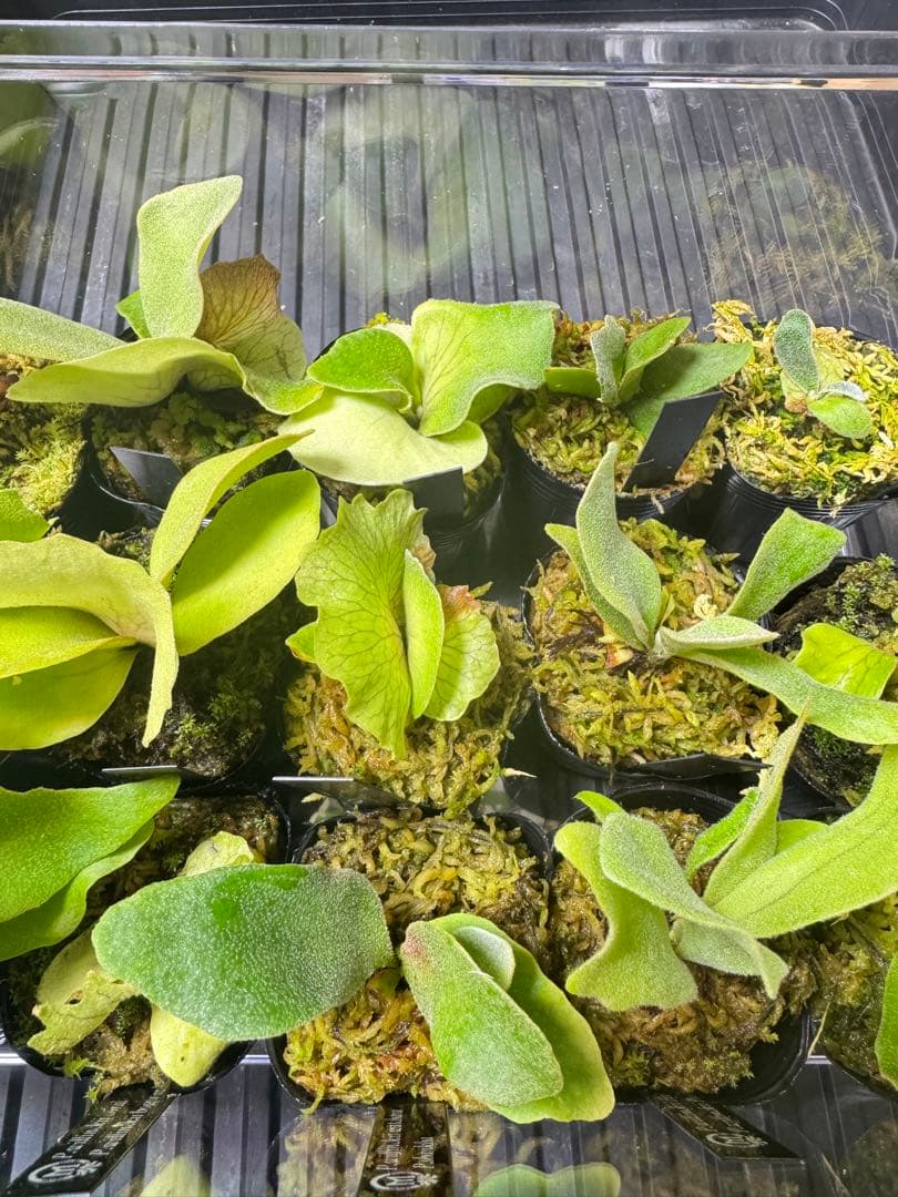 ビカクシダ　15種