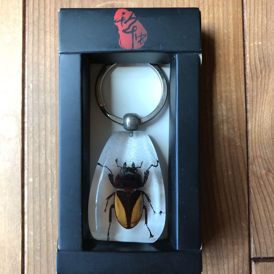 昆虫標本 エレガンスツヤクワガタ - メルカリ