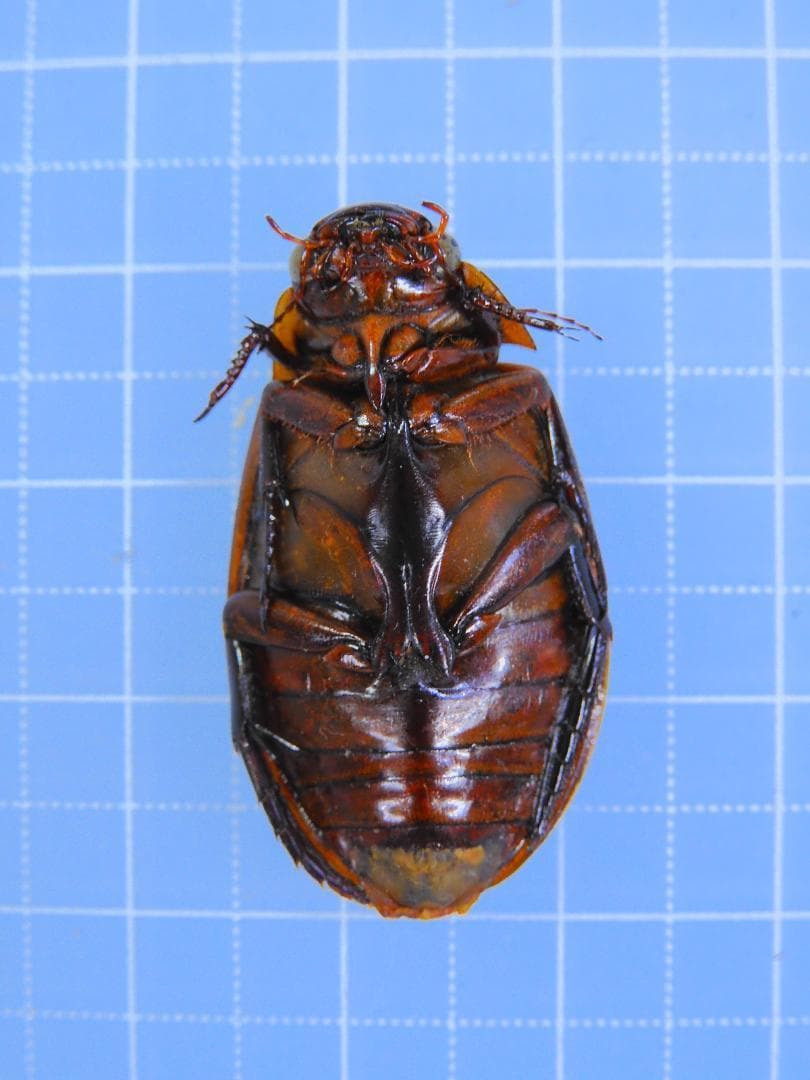 ドイツ産 ゲンゴロウモドキ 30mm ドイツではプロテクトかかってます