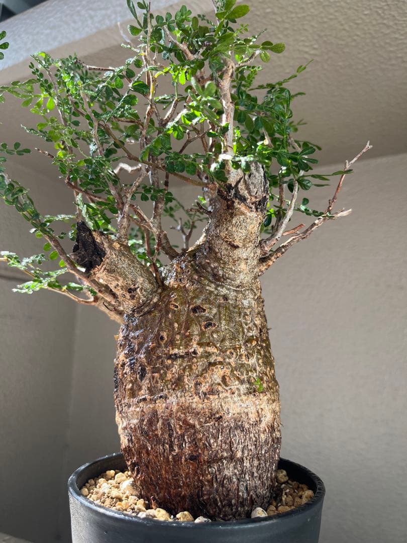 オペルクリカリア パキプス 現地球 手乗り チビプス 発根済 L108925024