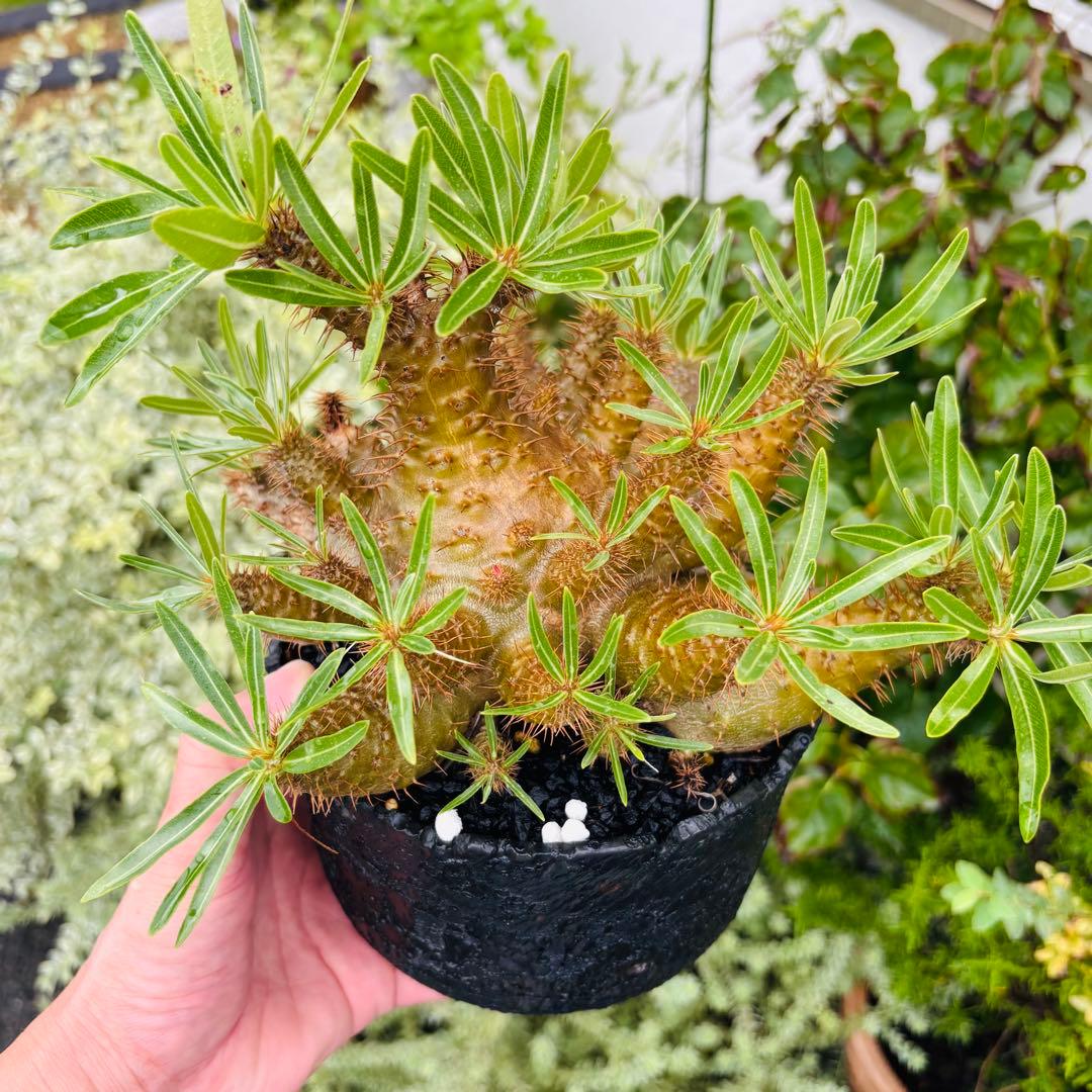 短期間限定超特価！ コレクション株 超多頭 パキポディウム グラキリス