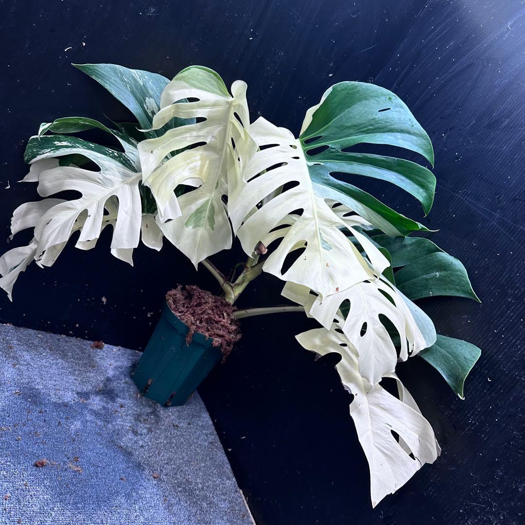 極美斑入りモンステラホワイトタイガーハーフムーン 64cm希少観葉植物