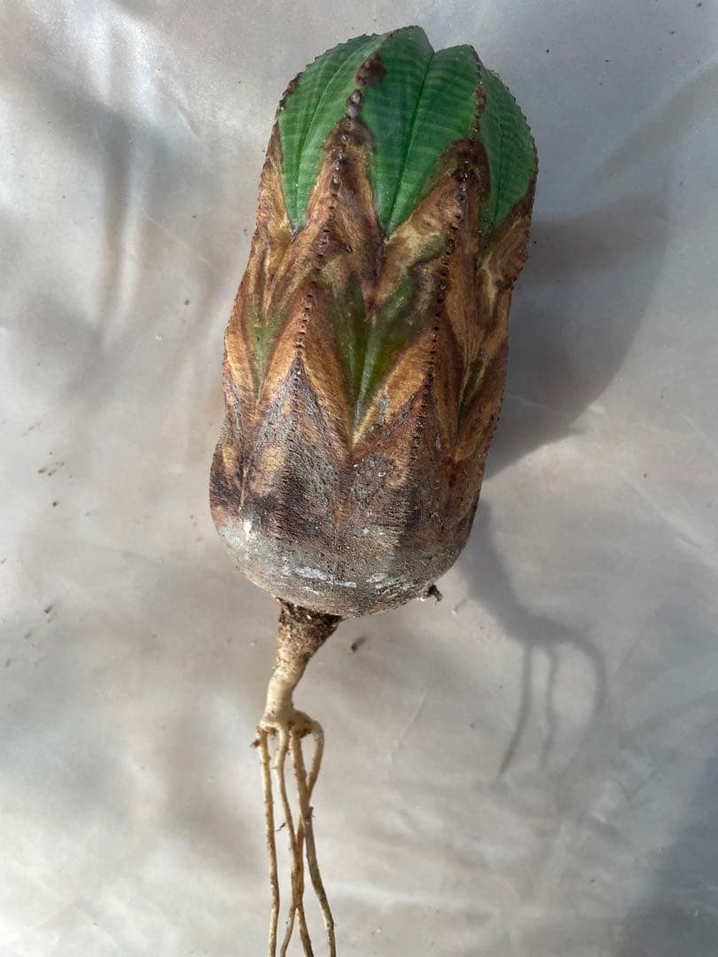 G*N様 木質化 オベサ 3号より少し大きいサイズ