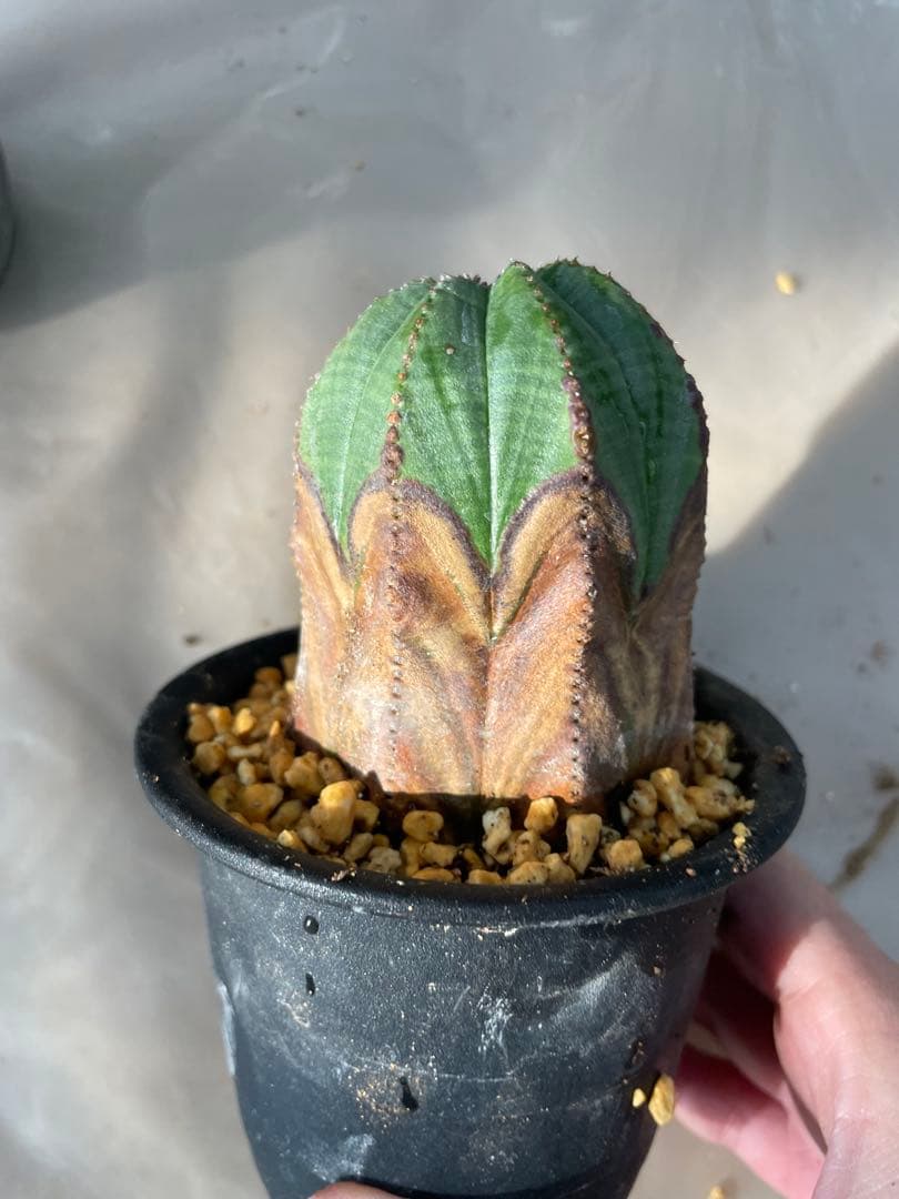 G*N様 木質化 オベサ 3号より少し大きいサイズ