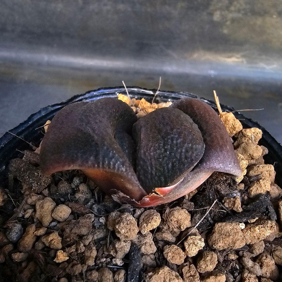 メルカリ便発送&ロウルサンコさんラベル付き☆ガステリア 臥牛十兵衛