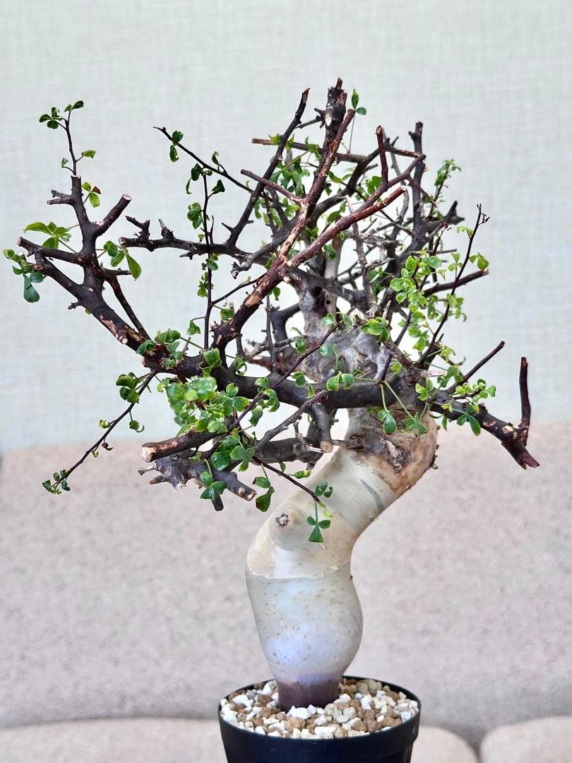 コミフォラ ピュアカタフ ソマリア産 コレクション 多枝 - メルカリ