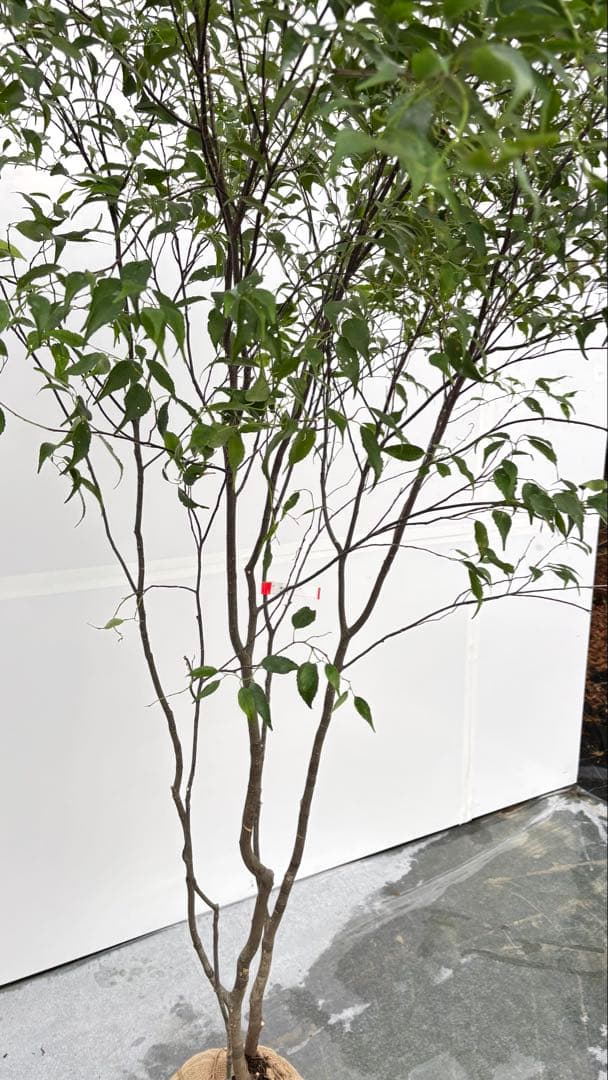 美しい樹形が魅力的 山採り ハイノキ 株立 709 樹高1.8m位 高級樹