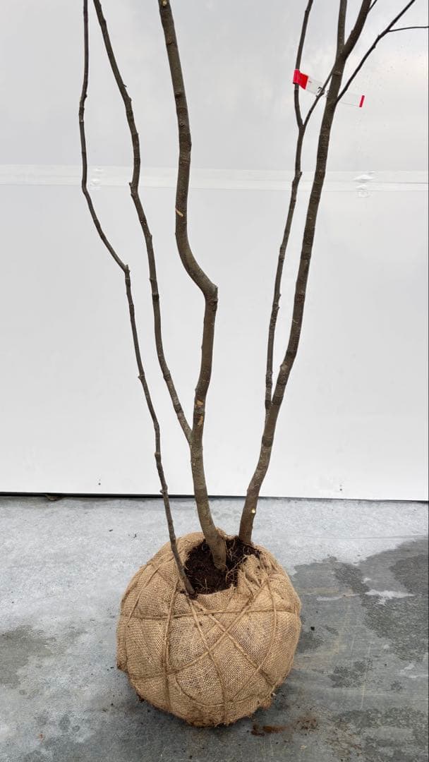 美しい樹形が魅力的 山採り ハイノキ 株立 709 樹高1.8m位 高級樹