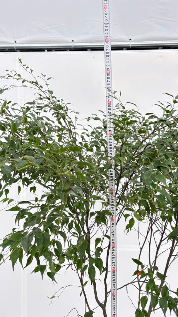 美しい樹形が魅力的 山採り ハイノキ 株立 709 樹高1.8m位 高級樹