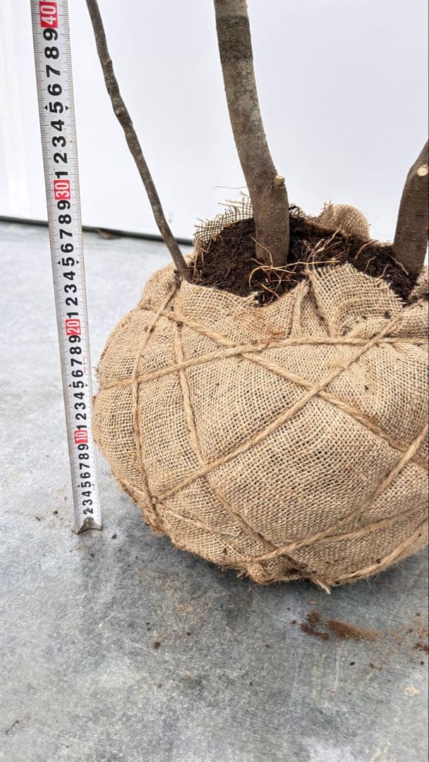 美しい樹形が魅力的 山採り ハイノキ 株立 709 樹高1.8m位 高級樹