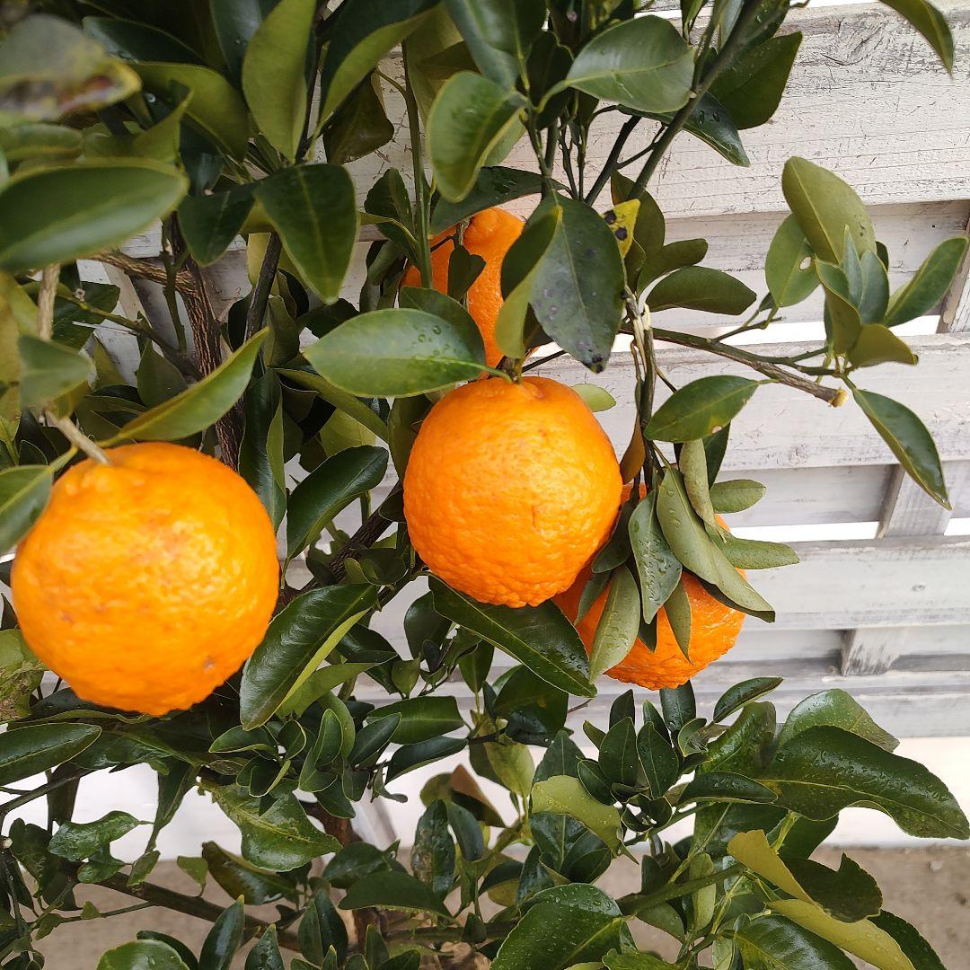 がんもさま ポンカン 苗木 5年生 実つき！