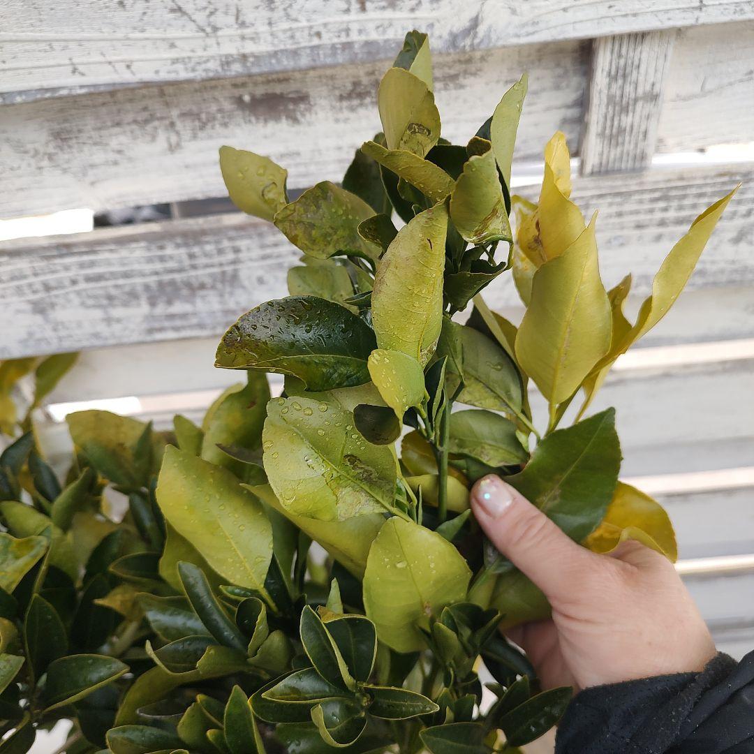 がんもさま ポンカン 苗木 5年生 実つき！