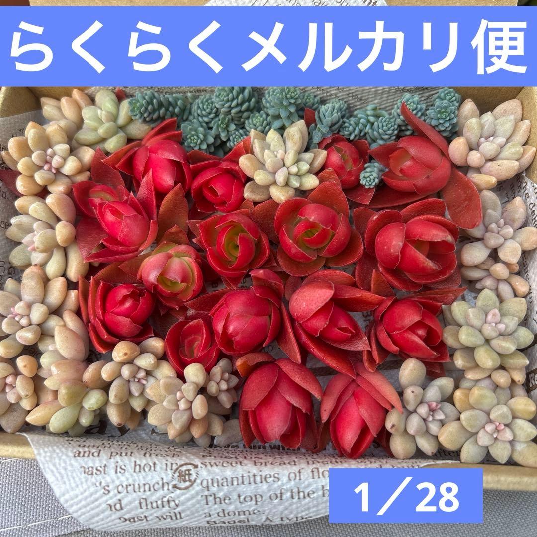 多肉植物 寄植え 多肉弁当 セダム らくらくメルカリ便発送！！ - メルカリ