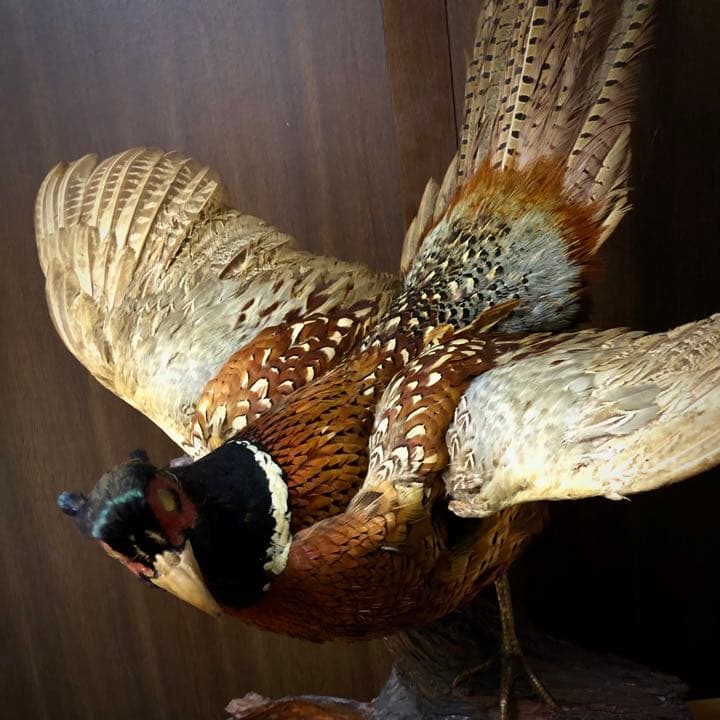 雉 コウライキジ 鳥 剥製 骨董品 芸術品 因縁物 - メルカリ