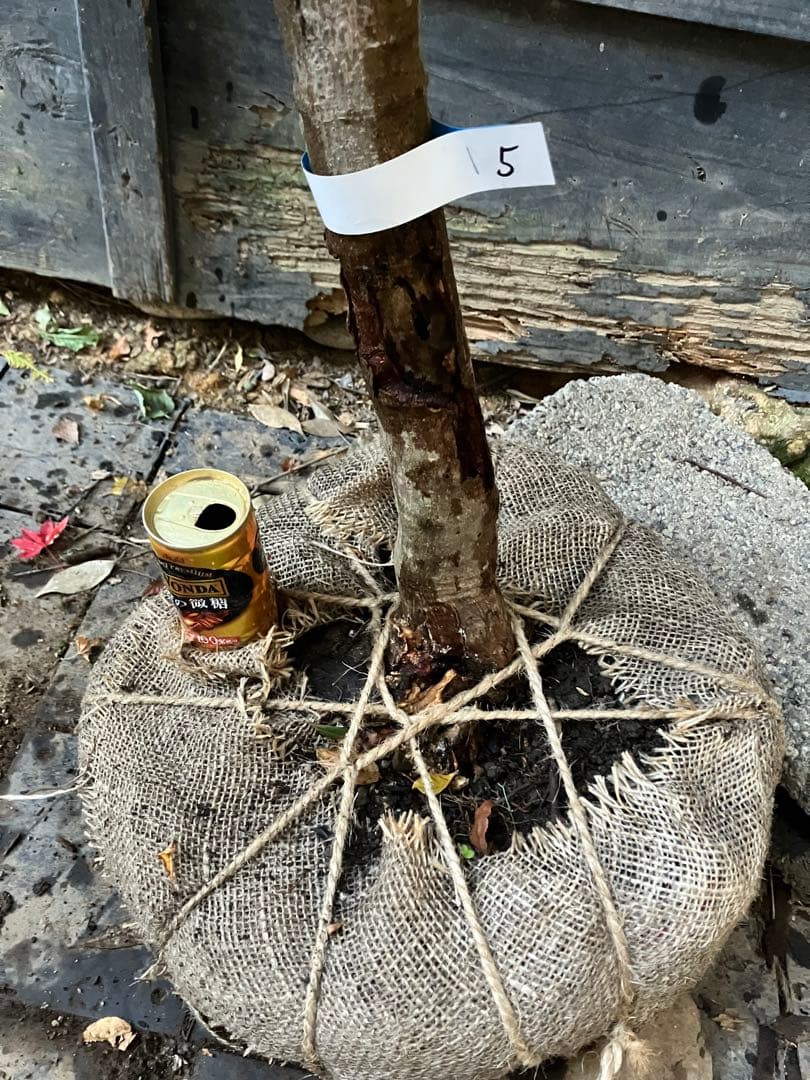 5 コハウチワカエデ