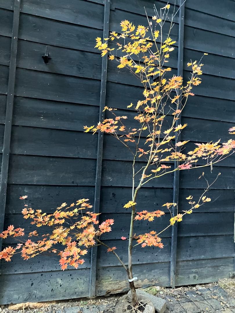 5 コハウチワカエデ