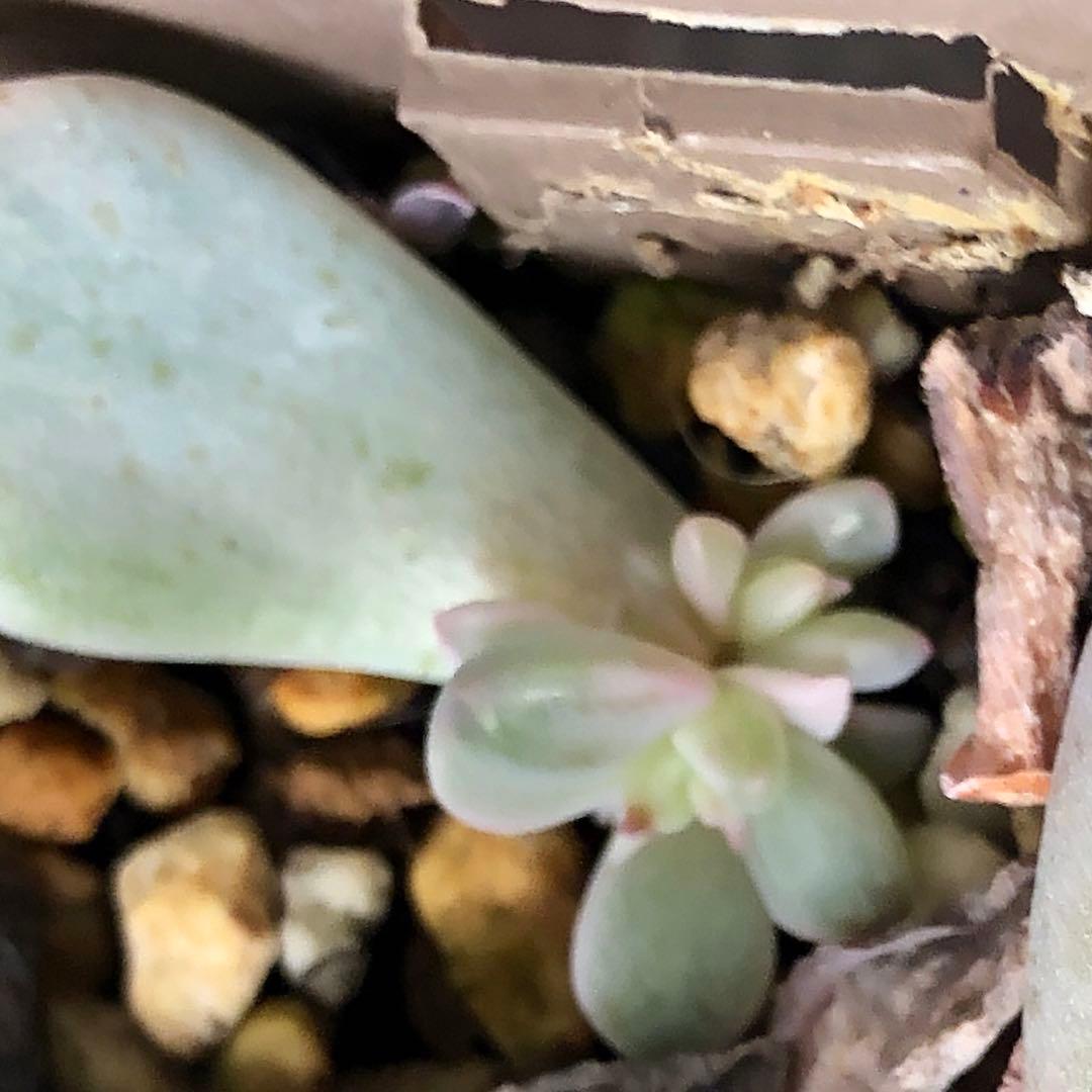 専用‼︎多肉植物^o^ 希少❣️葉挿し赤ちゃん紅月錦