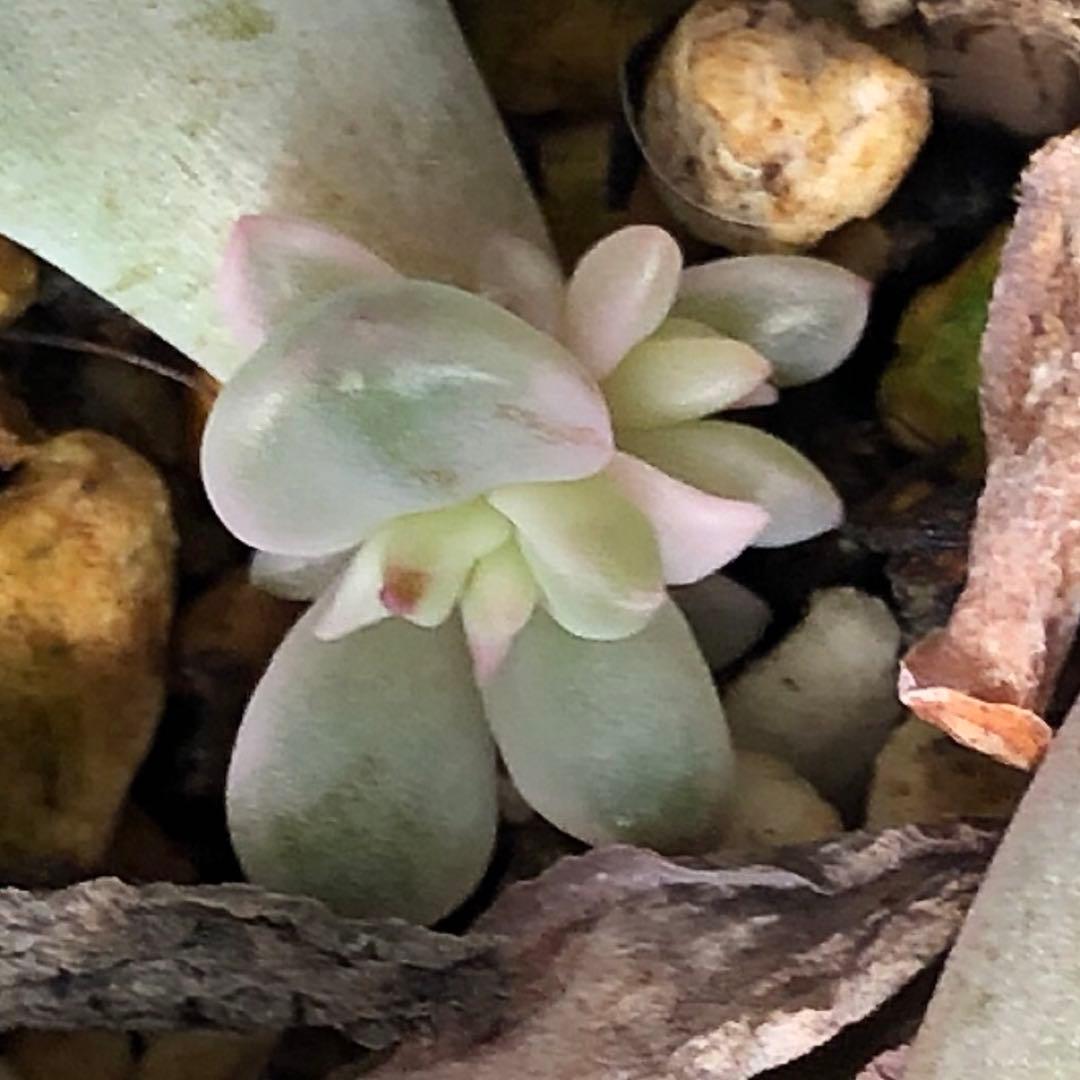 専用‼︎多肉植物^o^ 希少❣️葉挿し赤ちゃん紅月錦