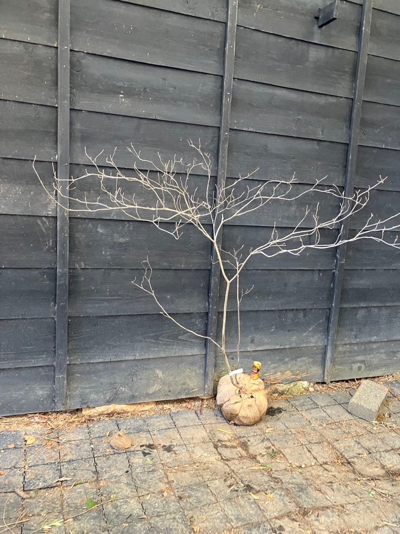 Poppopo　71 山採り　ミツバツツジ