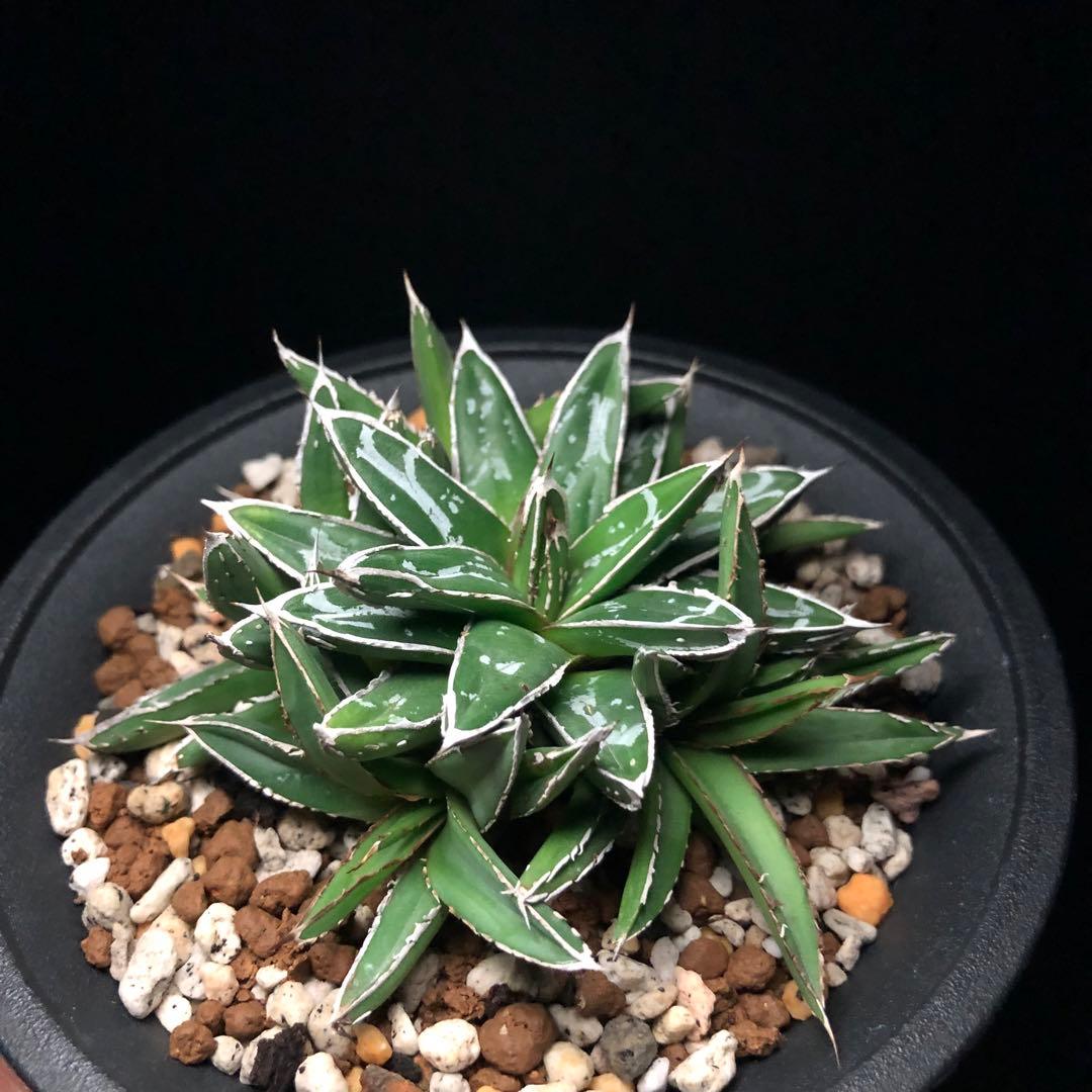 アガベ 笹の雪‼️ 名峰富士 ‼️ 5子株付き - メルカリ