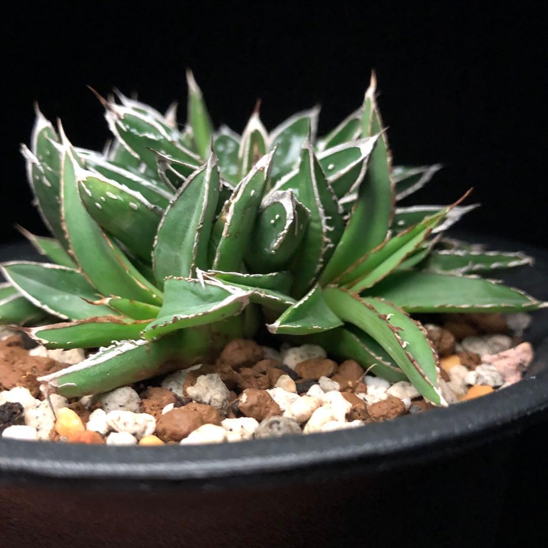 アガベ 笹の雪‼️ 名峰富士 ‼️ 5子株付き - メルカリ