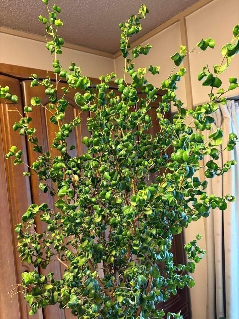 直接引取限定】ベンジャミン・バロック 大株（高さ約2m・1本立ち）