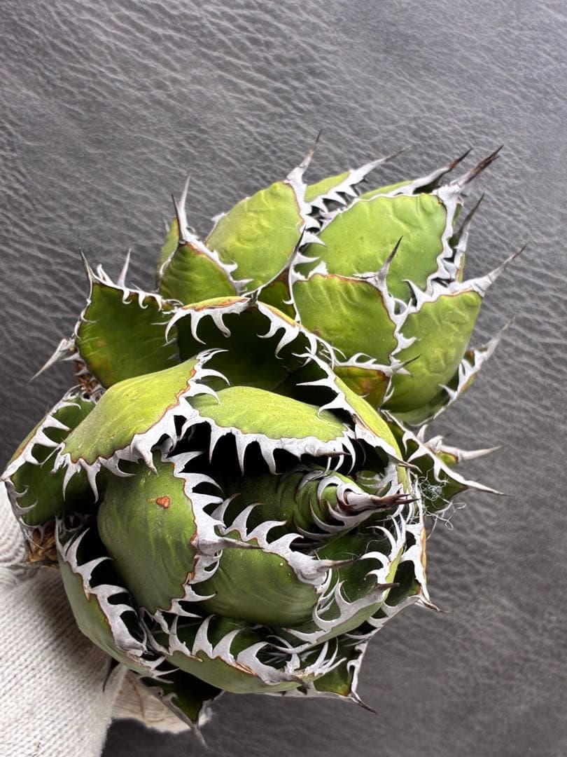 G*t様 アガベホリダ極上株　Agave horrida 双頭株