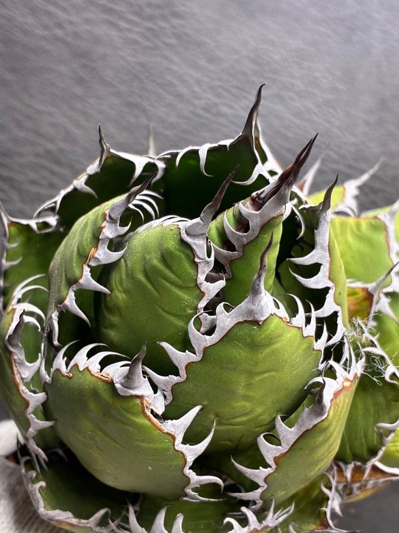 G*t様 アガベホリダ極上株　Agave horrida 双頭株