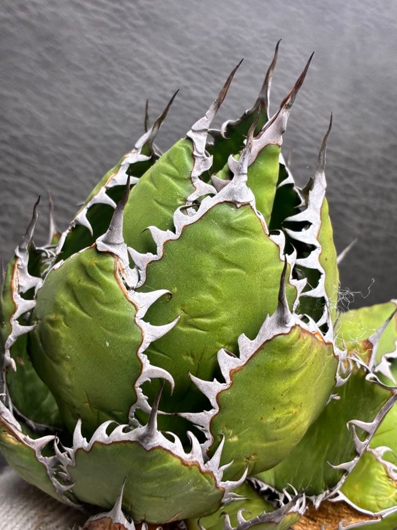 G*t様 アガベホリダ極上株　Agave horrida 双頭株