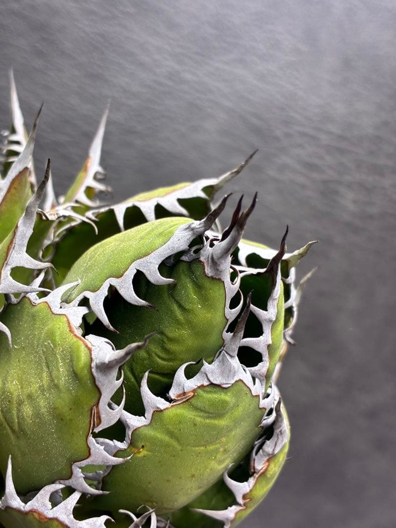 G*t様 アガベホリダ極上株　Agave horrida 双頭株