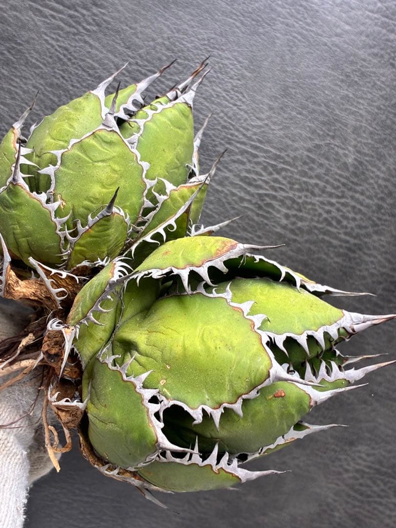 G*t様 アガベホリダ極上株　Agave horrida 双頭株