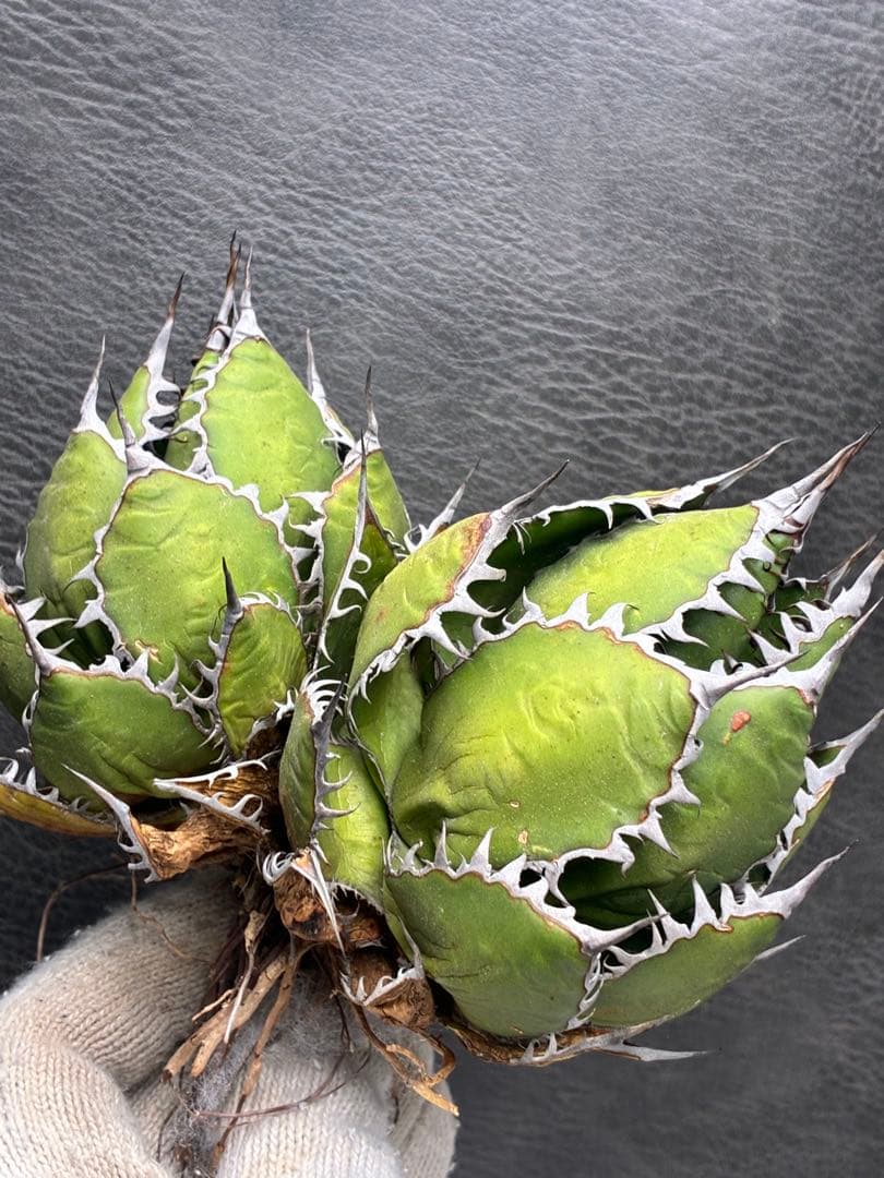G*t様 アガベホリダ極上株　Agave horrida 双頭株