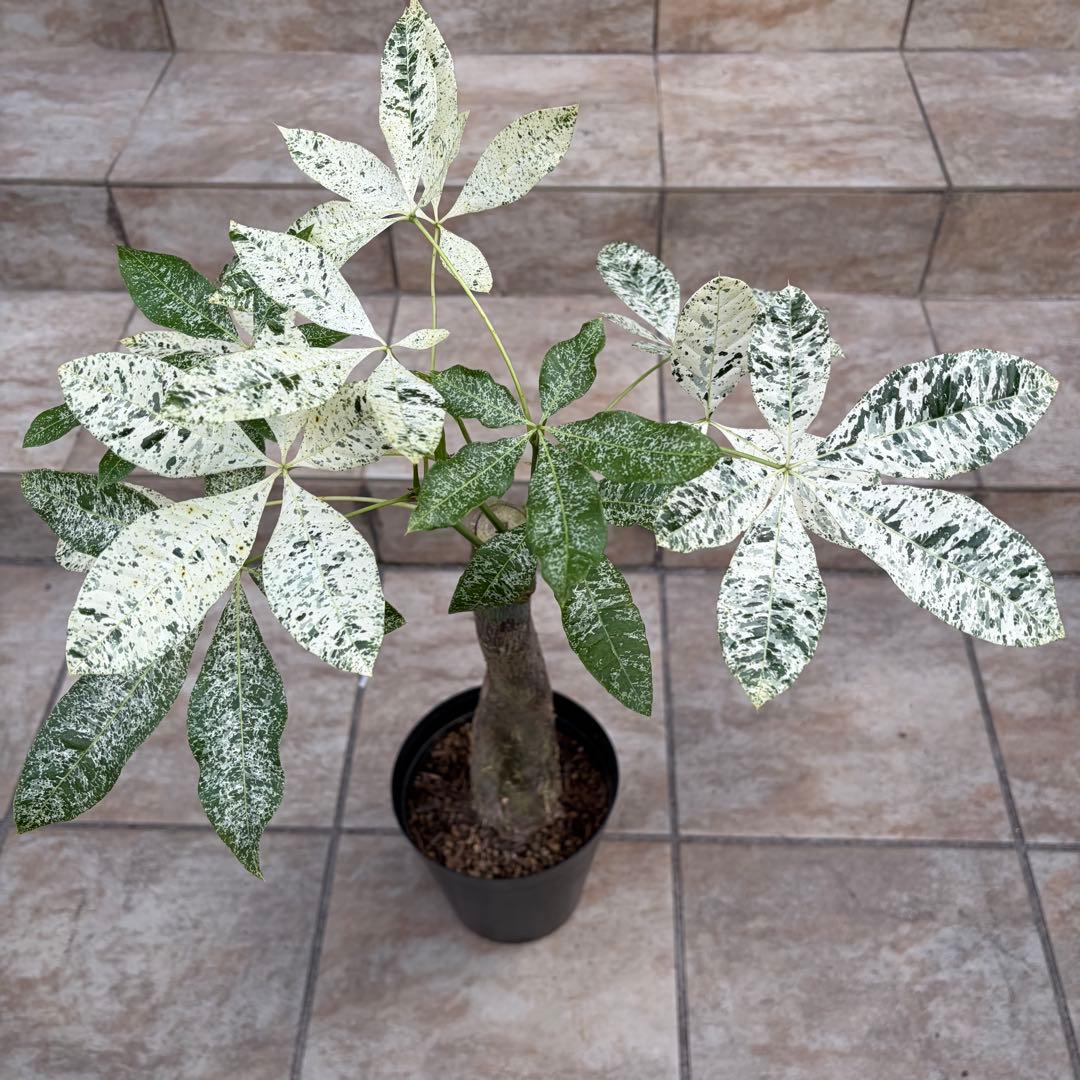 【大特価】パキラ　ミルキーウェイ　約5号鉢　No.003　鉢、送料込　メルカリ便