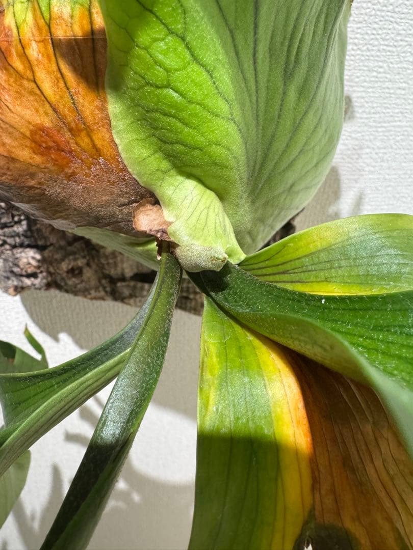 platycerium　coronarium \"Thin Thin'