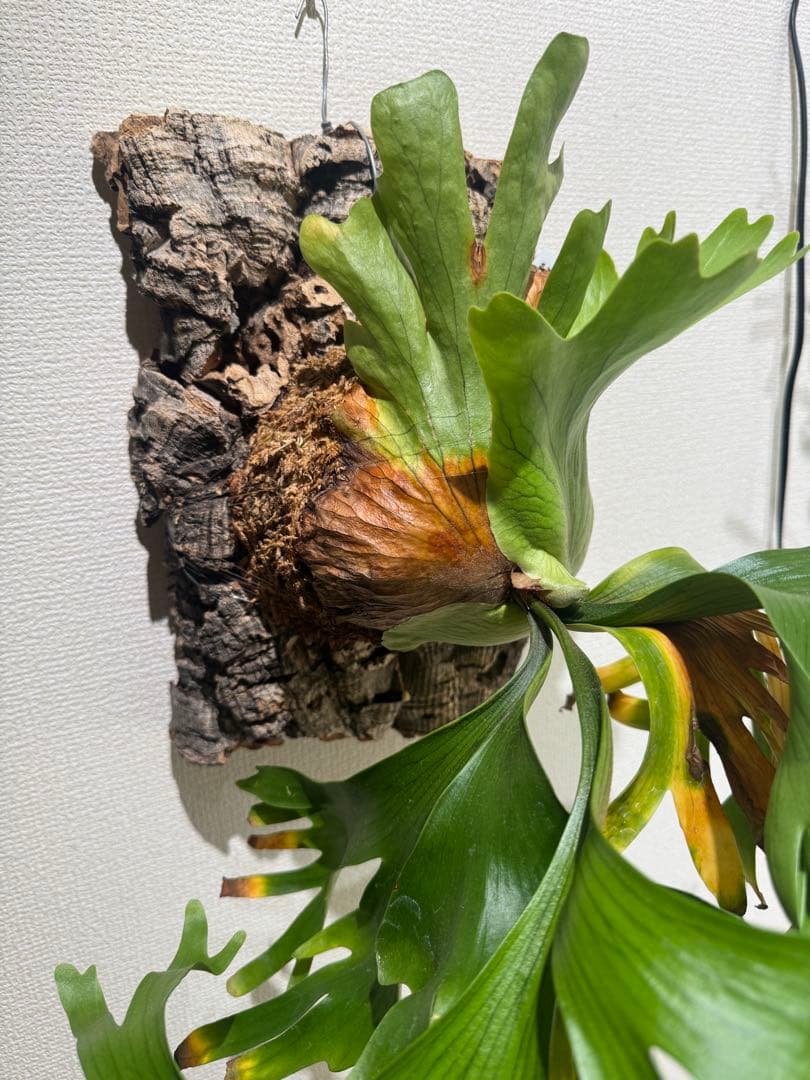 platycerium　coronarium \"Thin Thin'