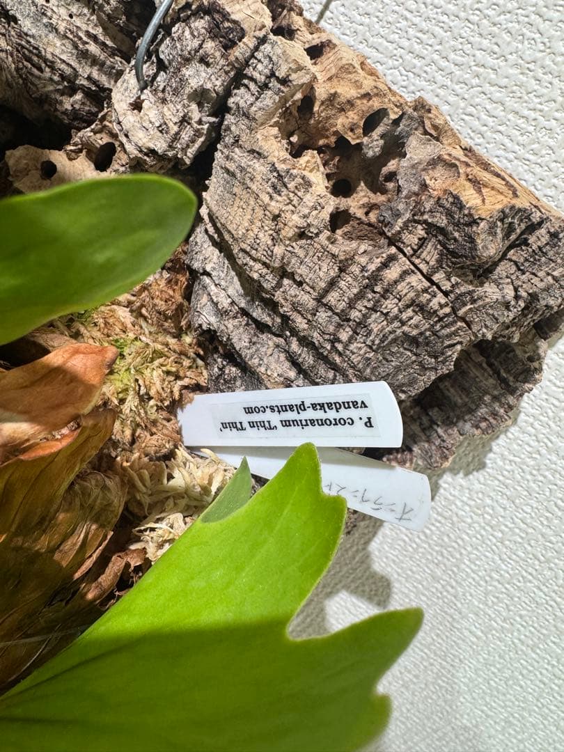 platycerium　coronarium \"Thin Thin'