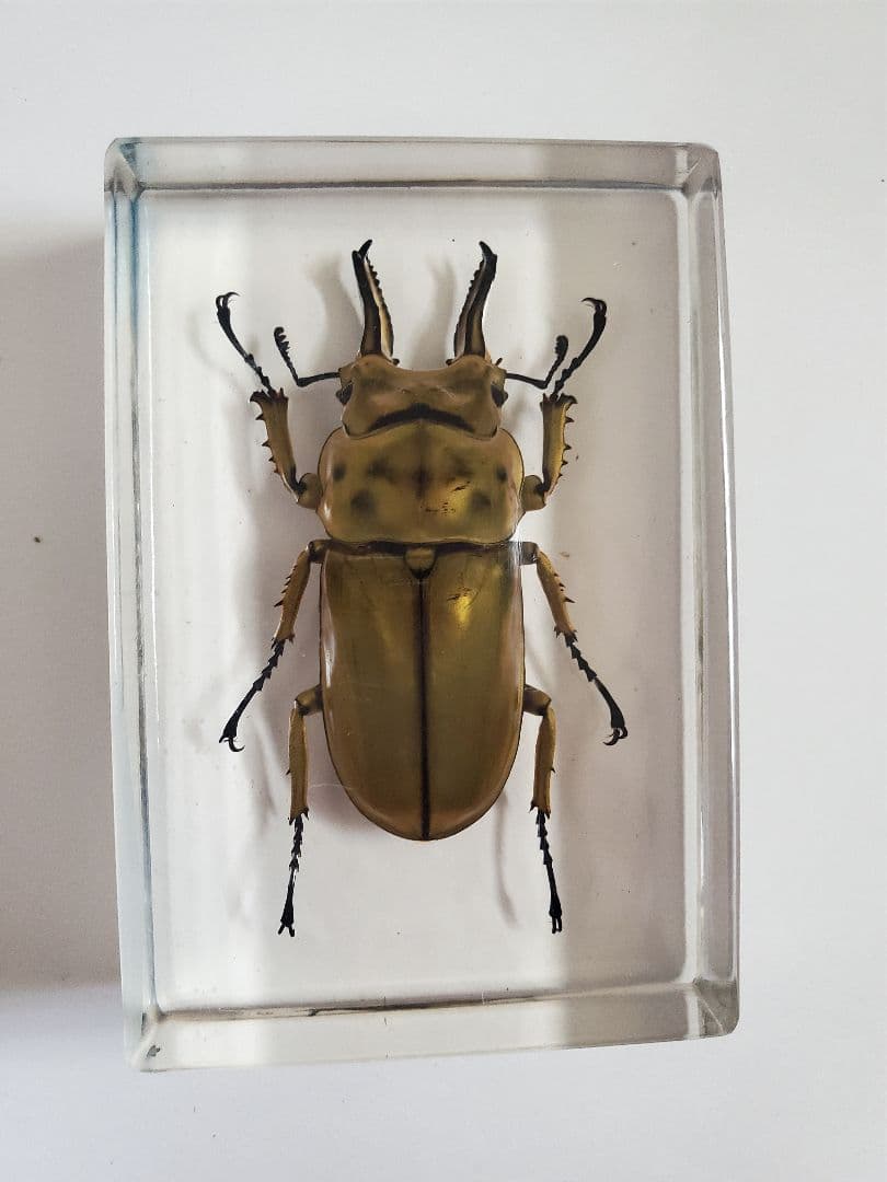 オウゴンオニクワガタ 樹脂標本 - メルカリ