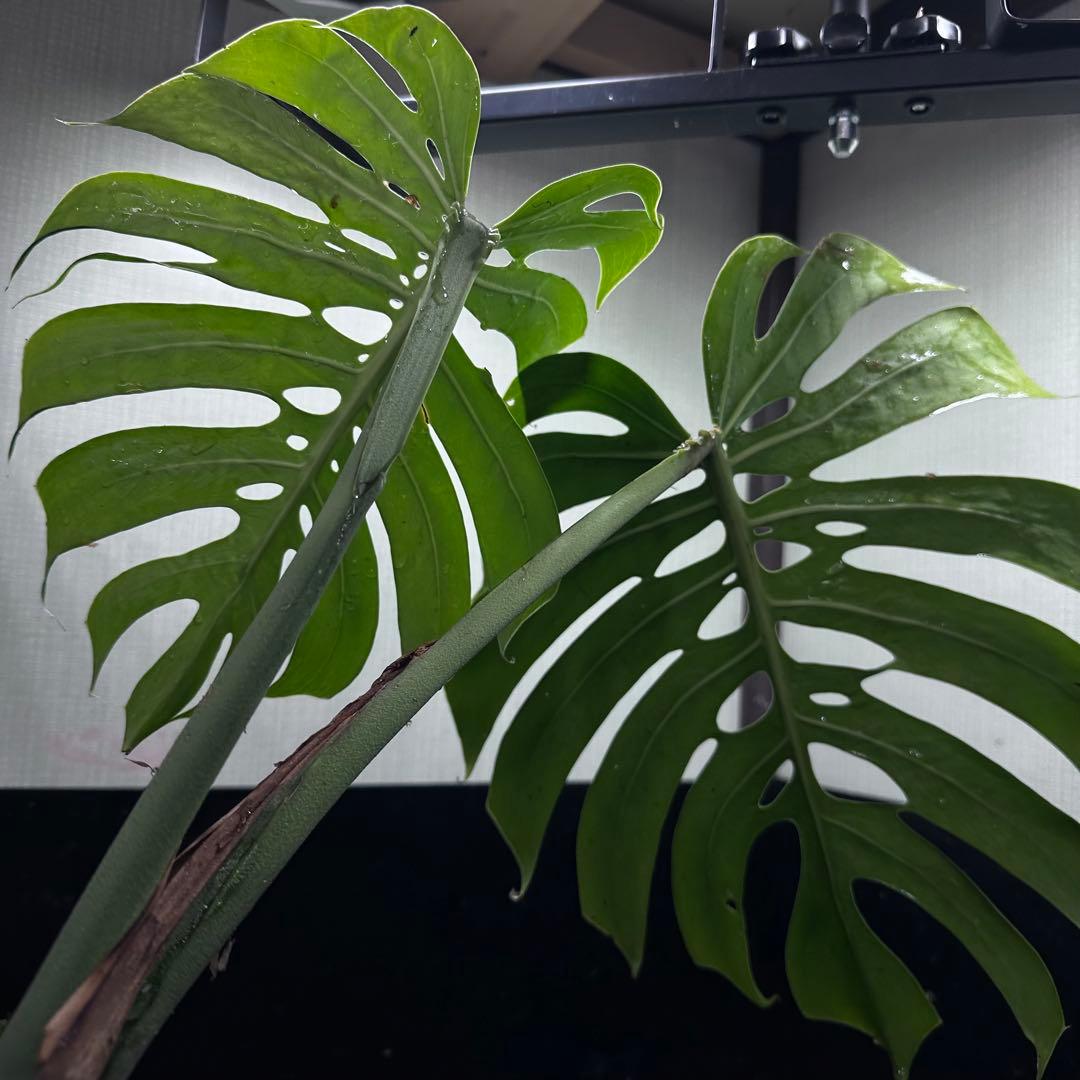 ゆ*う様 モンステラデリシオーサマクロコズム超希少系統鉢植え63㎝