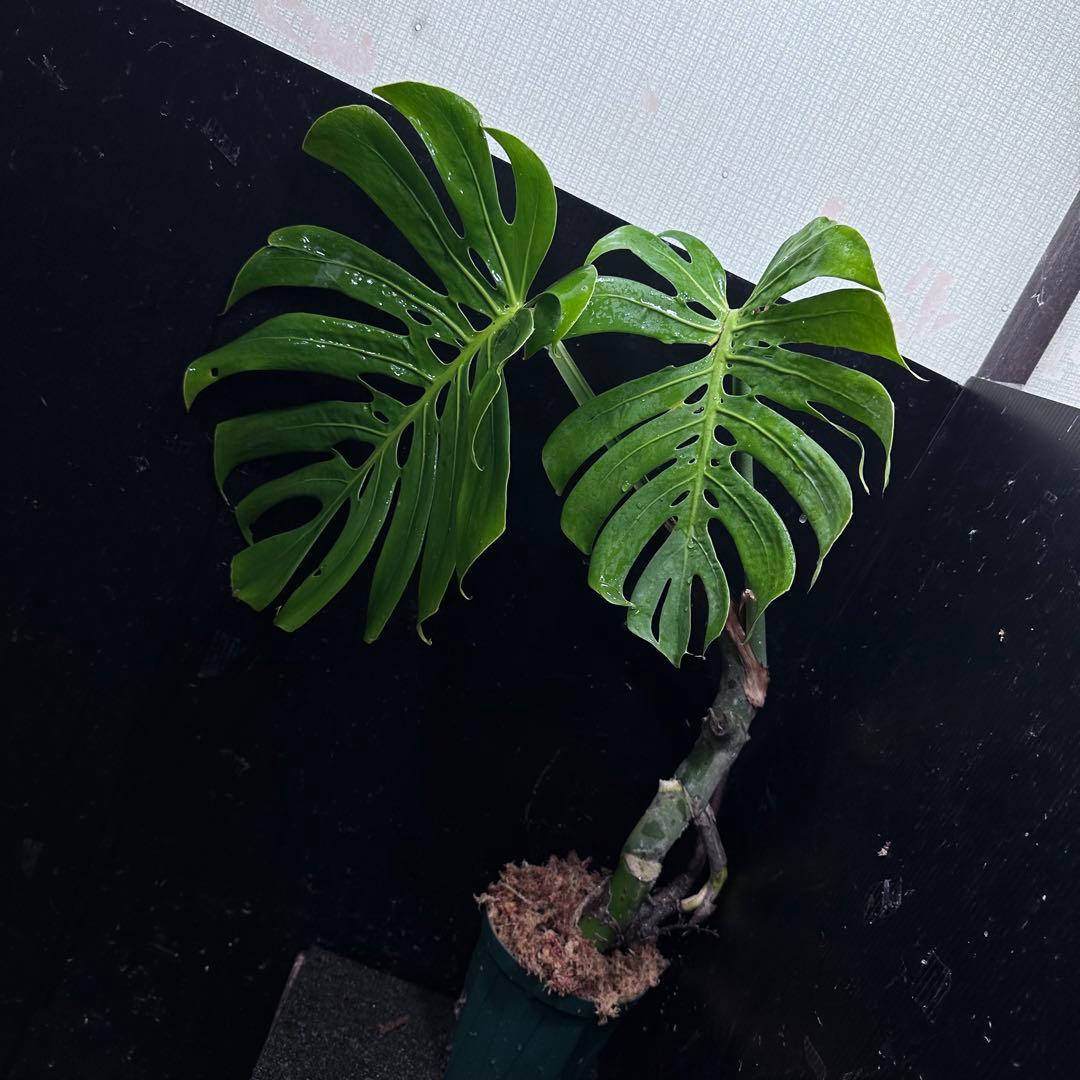 ゆ*う様 モンステラデリシオーサマクロコズム超希少系統鉢植え63㎝