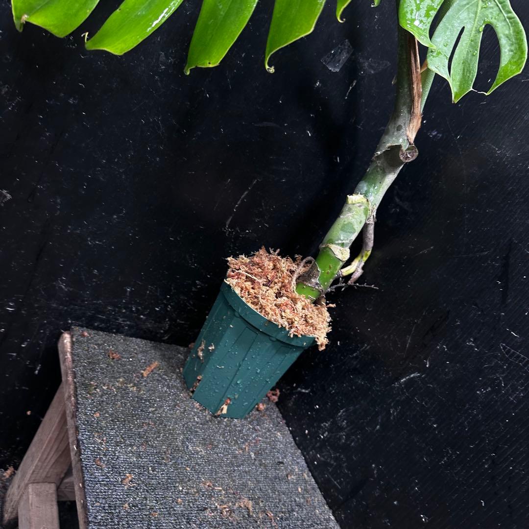 ゆ*う様 モンステラデリシオーサマクロコズム超希少系統鉢植え63㎝