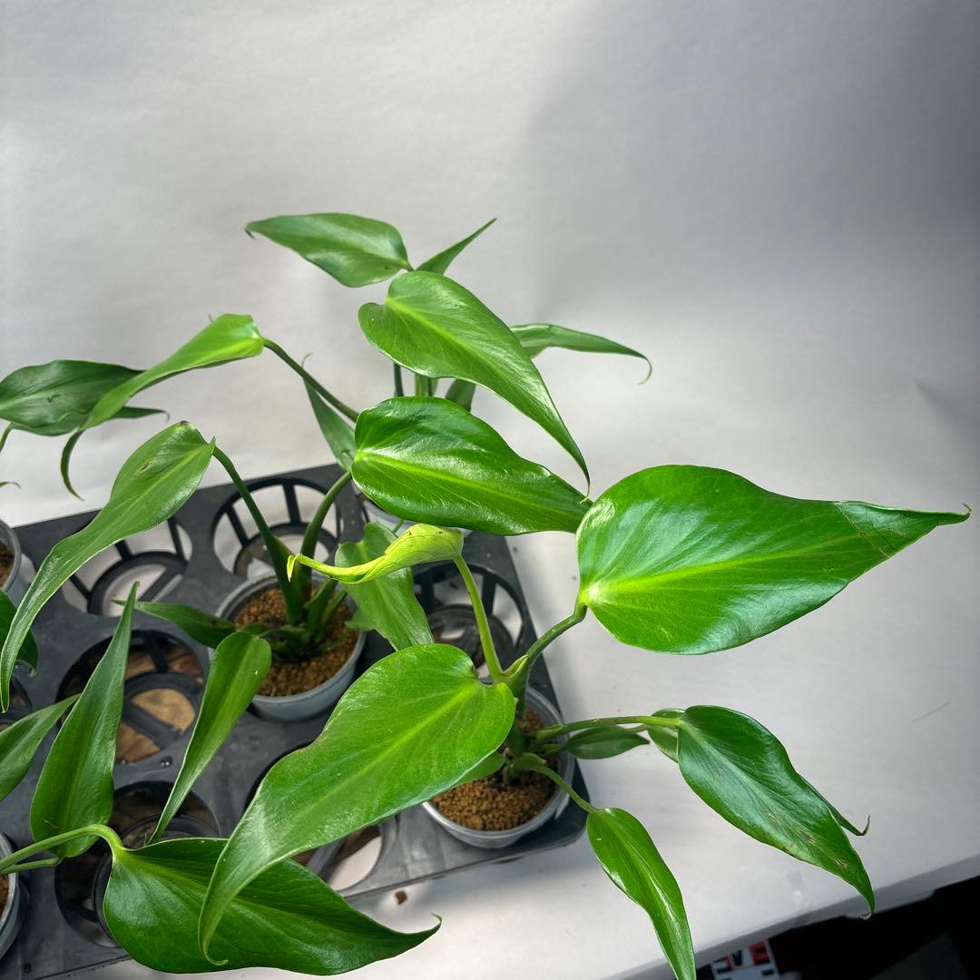 S*T様 5株セットms36モンステラ バールマルクスフレーム