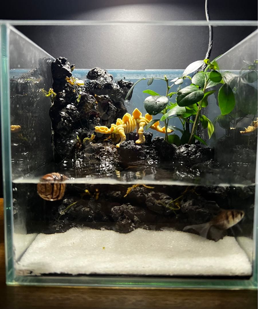 滝の流れるアクアテラリウムpart4 15cmキューブ水槽 - メルカリ