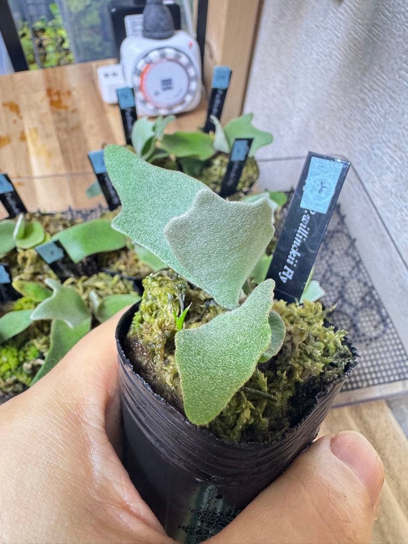 willinckii Fly ドワーフ確定 ⑧