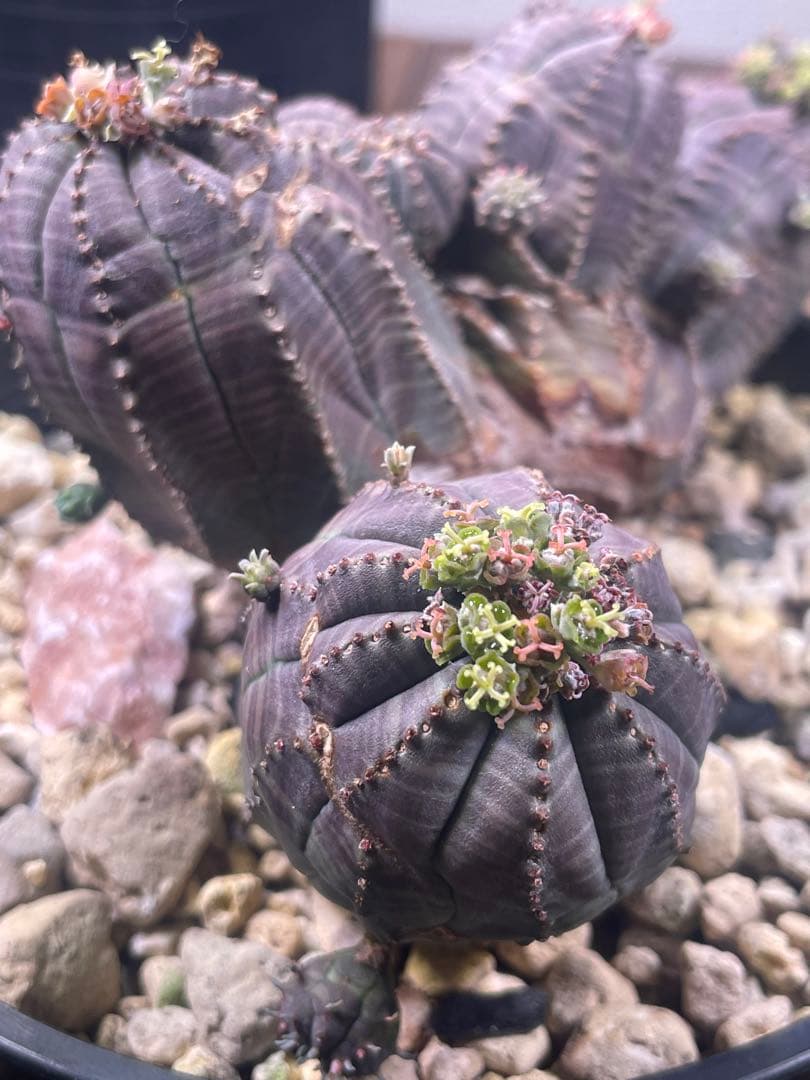 コレクション株　綴化株　群頭　モンスト　メス　オベサ(検索　ホリダ　バリダ